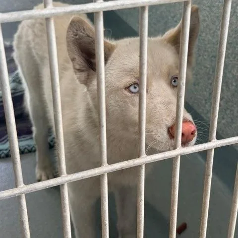 An adult medium-sized female White / Cream Husky dog named Alyeska for adoption in Hawthorne, CA