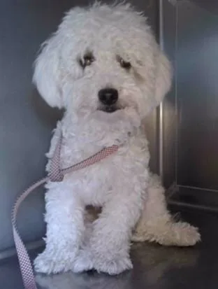 A young medium-sized female Bichon Frise dog named A for adoption in Baldwin Park, CA