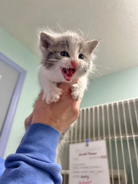 A baby small-sized female Gray & White Domestic Short Hair cat named Chanterelle for adoption in Muskegon, MI