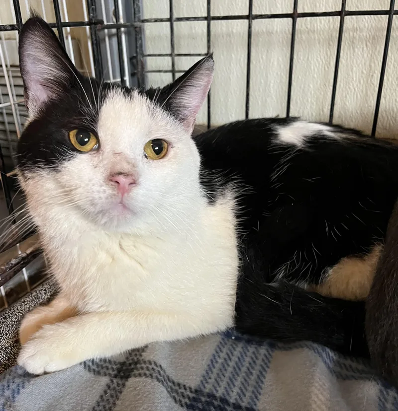 A young medium-sized male Black & White / Tuxedo Domestic Short Hair cat named Elliot for adoption in Moline, IL