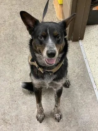 An adult medium-sized male Australian Cattle Dog / Blue Heeler dog named Eli for adoption in Madison, NJ