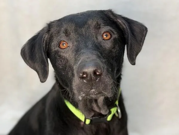 An adult large-sized male Labrador Retriever dog named Duke for adoption in Portland, OR