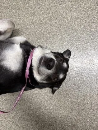A young large-sized female German Shepherd Dog dog named Juliana for adoption in Pequot Lakes, MN