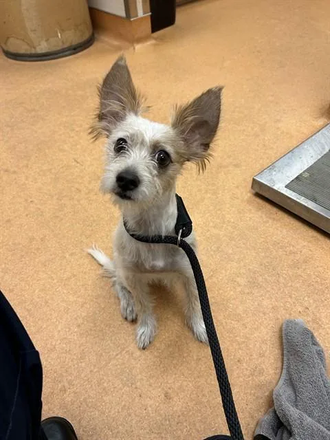 A young small-sized male Terrier dog named A for adoption in Martinez, CA