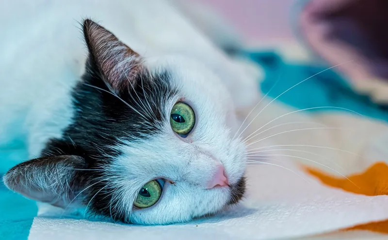 Maggie  Kbc thumbnail 2