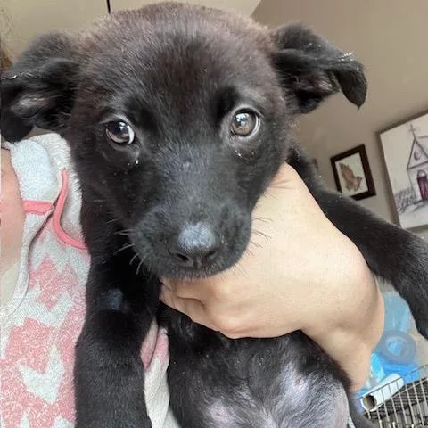 A baby small-sized female Black Mixed Breed dog named Allegra for adoption in Buffalo, MN