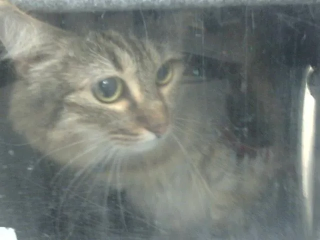 Queen Johnson thumbnail 2