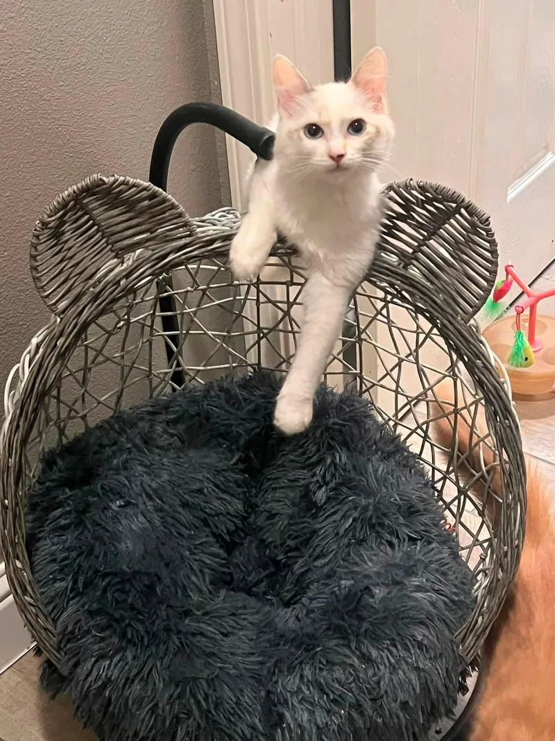 A young medium-sized female Siamese cat named Miya for adoption in Clovis, CA