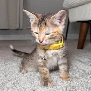 A baby medium-sized female Calico Domestic Short Hair cat named Churro for adoption in Liverpool, TX