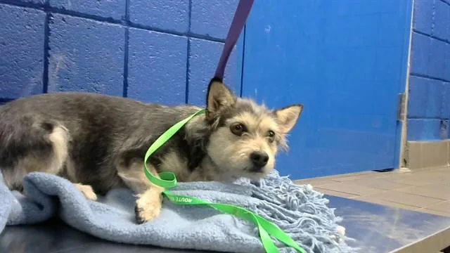 A young medium-sized female Schnauzer dog named Toots for adoption in Albuquerque, NM