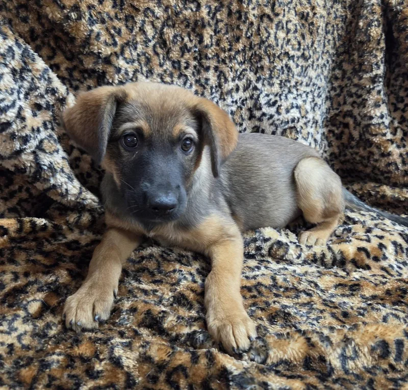 A young medium-sized female Australian Cattle Dog / Blue Heeler dog named Carolina for adoption in El Centro, CA