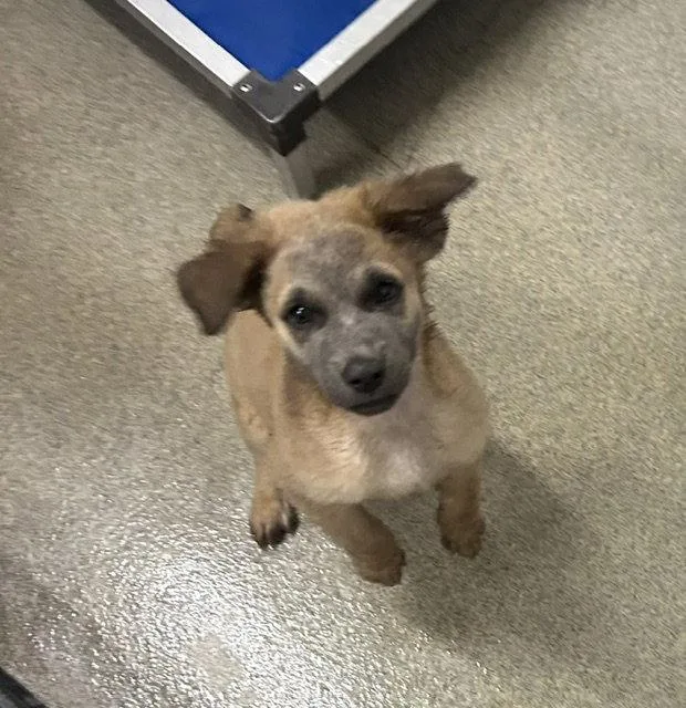 A young medium-sized male Mixed Breed dog named Curly months male for adoption in Sterling, MA