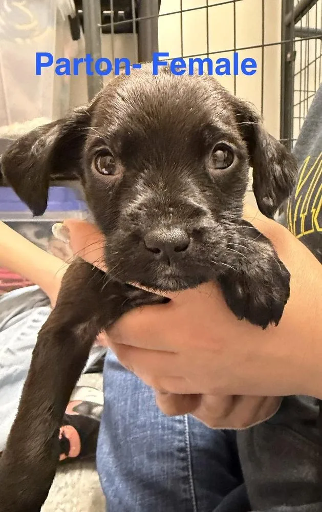 A baby medium-sized female Tricolor (Brown, Black, & White) Mixed Breed dog named Parton for adoption in Clinton Township, MI