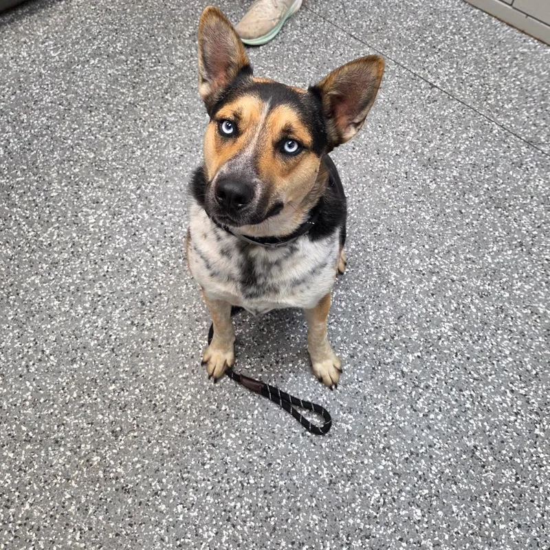 An adult large-sized male Husky dog named Blue for adoption in Parkersburg, WV