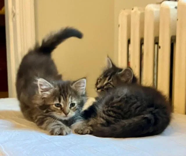 Bean And Beatrice thumbnail 3