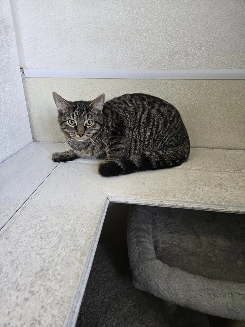 A young medium-sized male Tabby cat named Maverick for adoption in Maquoketa, IA
