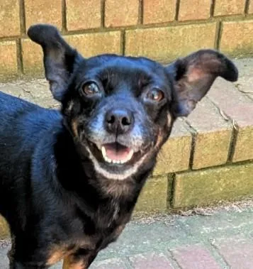 A young small-sized female Black Chihuahua dog named Clementine for adoption in Milner, GA