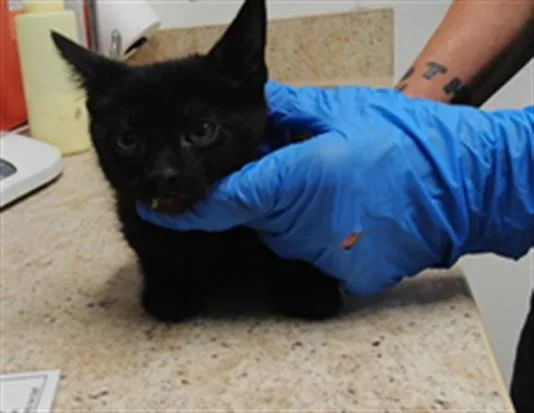 A baby small-sized male Domestic Short Hair cat named Carl for adoption in Albuquerque, NM