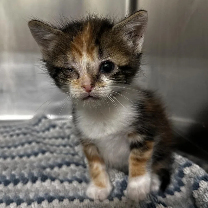 A baby small-sized female Calico Domestic Short Hair cat named Freedom for adoption in Warrensburg, MO