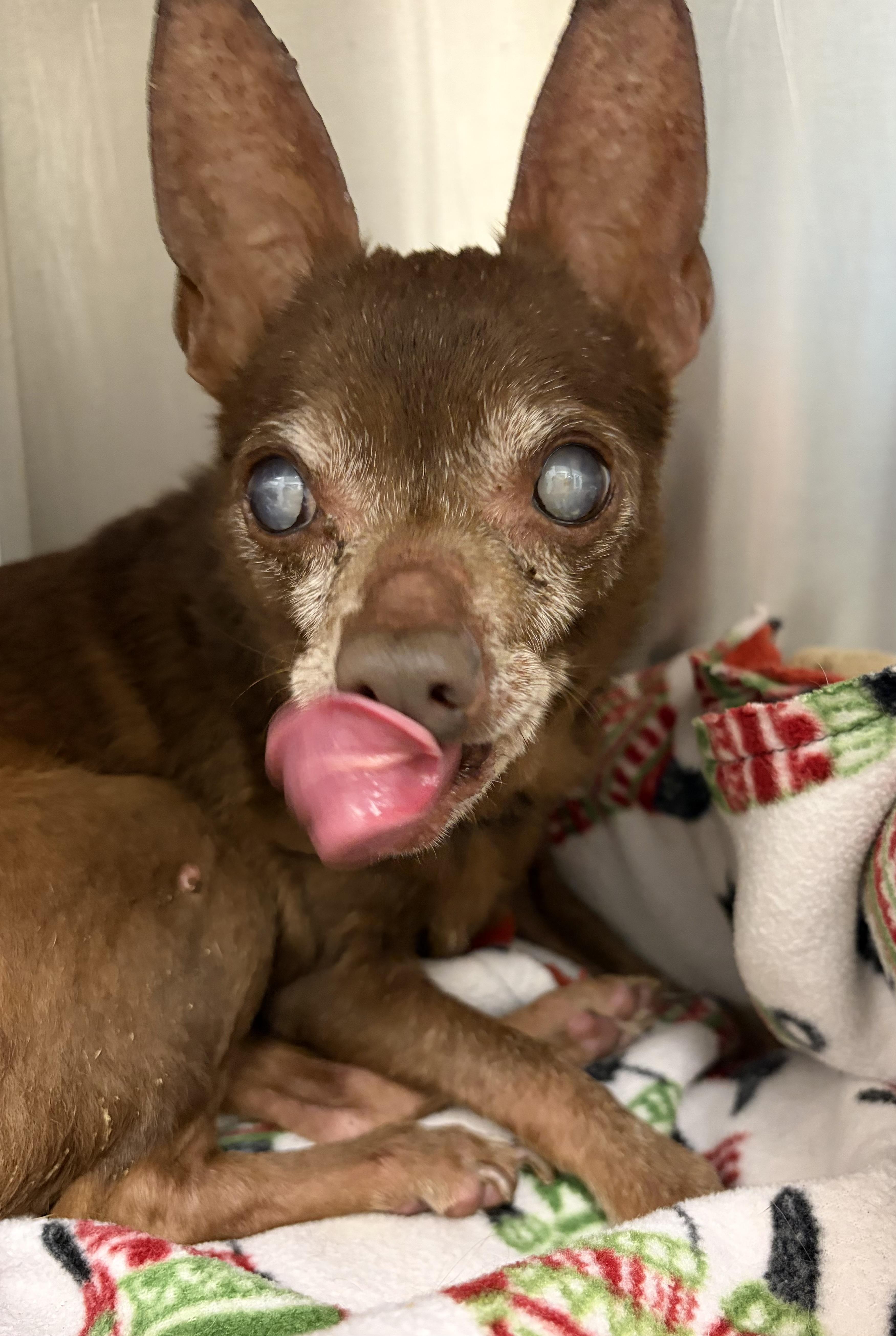 A senior small-sized male Chihuahua dog named Found for adoption in Liberty, MO