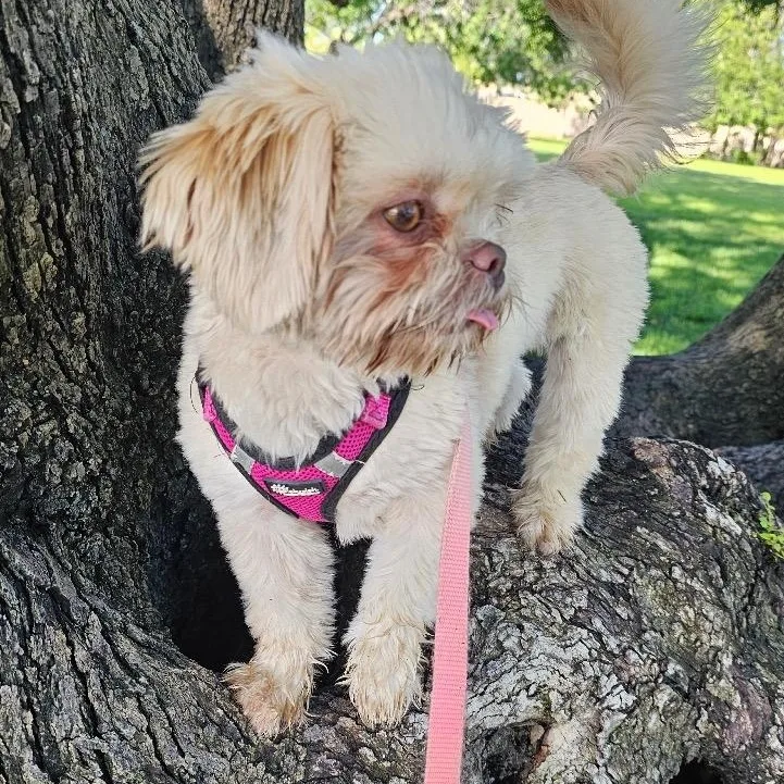 Ms. Pumkin Pie Laila thumbnail 2