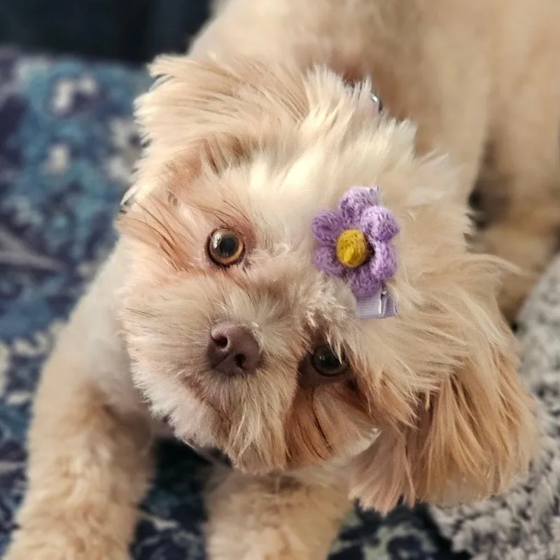 A baby small-sized female Apricot / Beige Shih Tzu dog named Ms. Pumkin Pie Laila for adoption in Ridgefield, WA