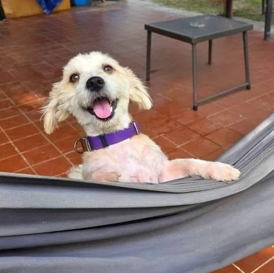 A young small-sized male Poodle dog named Pelu for adoption in New York, NY