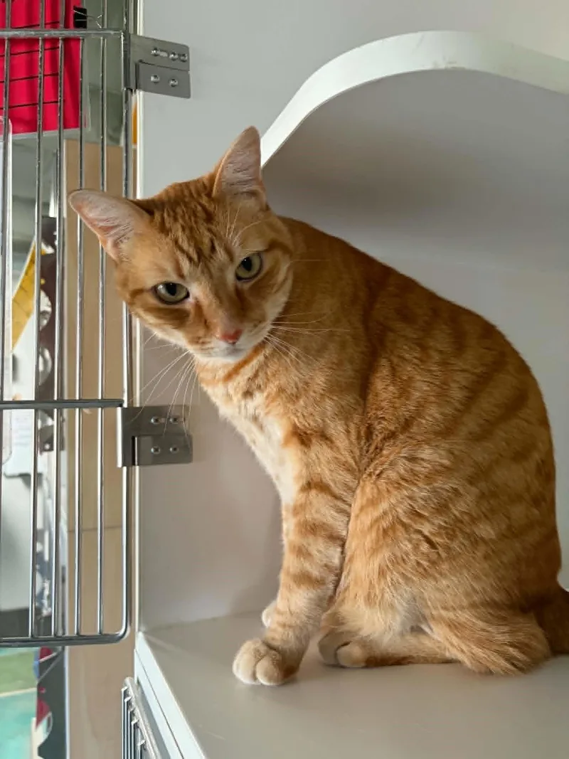 A young large-sized male Tabby (Orange / Red) Domestic Short Hair cat named Tic Tac for adoption in Phoenix, AZ