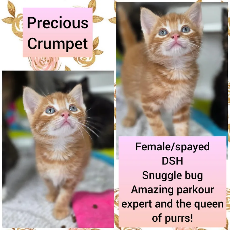 A baby medium-sized female White Domestic Short Hair cat named Crumpet for adoption in Beaverton, OR