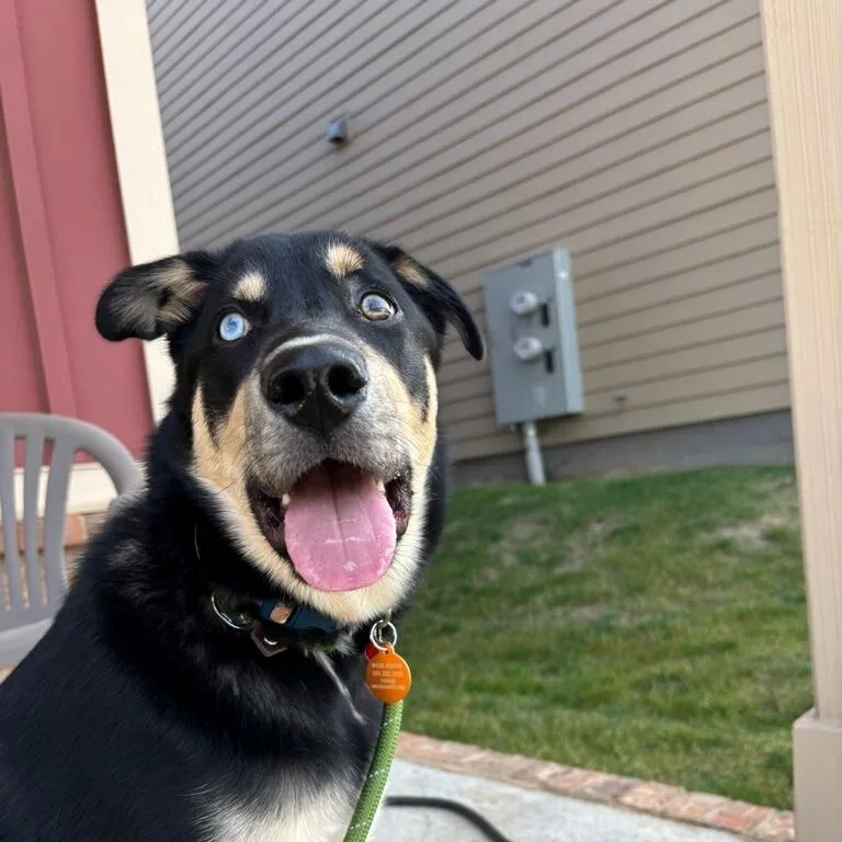 A young medium-sized male German Shepherd Dog dog named Bear for adoption in Pullman, WA