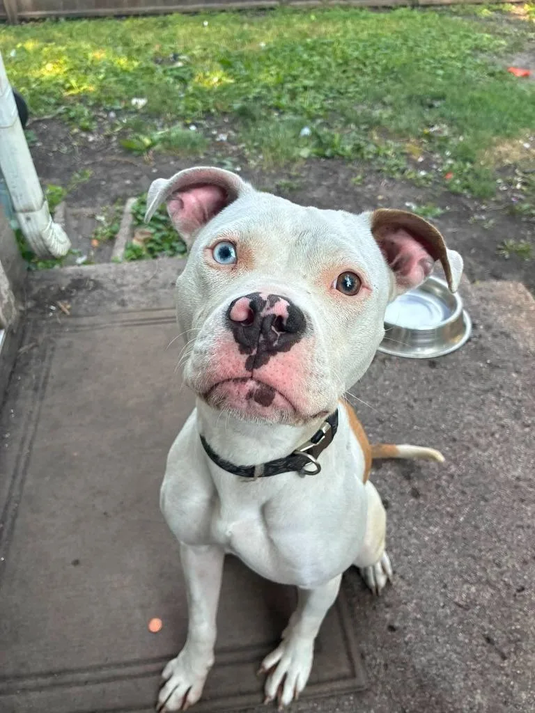 A young medium-sized female Mixed Breed dog named Remi for adoption in Grand Forks, ND