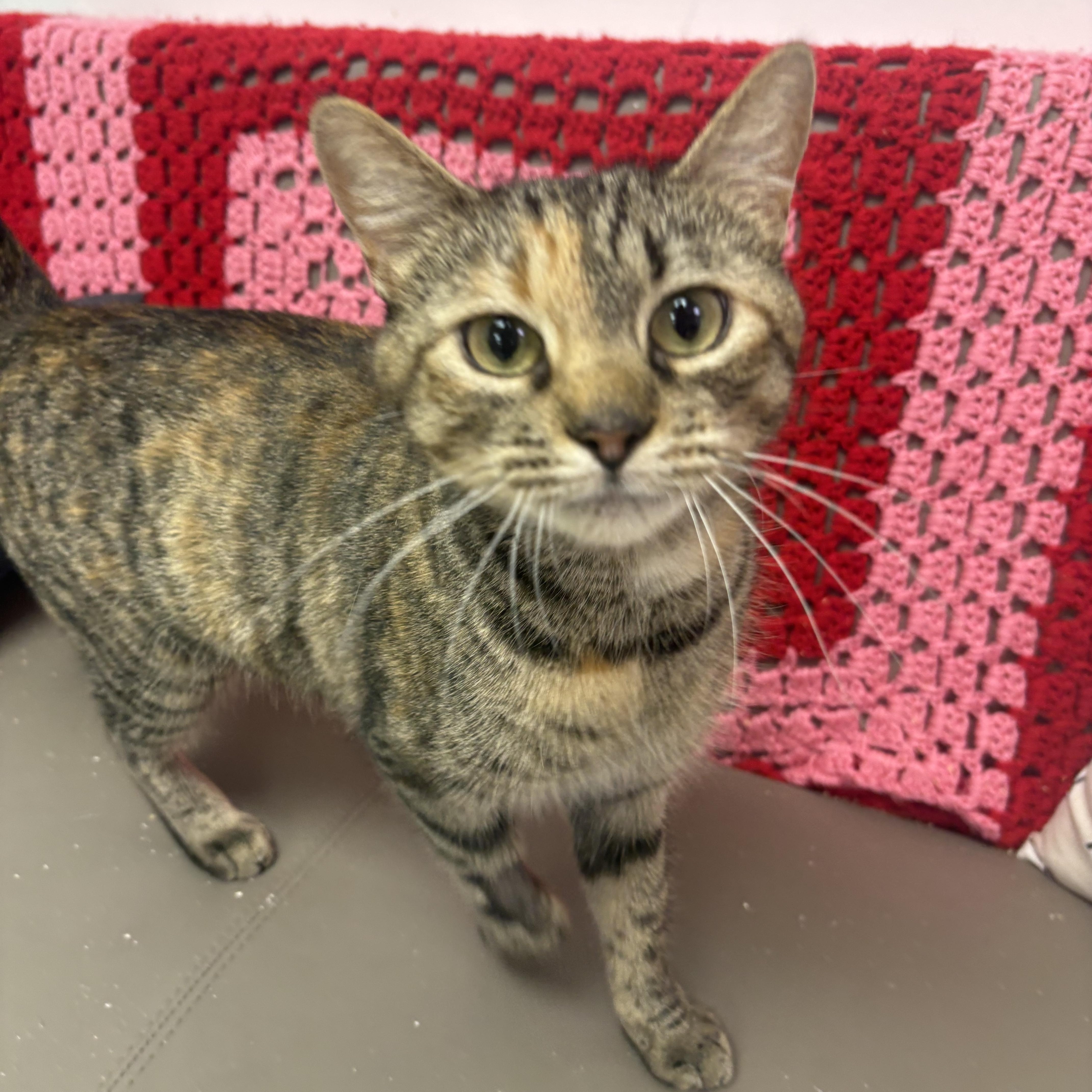 An adult medium-sized female Domestic Short Hair cat named Raksha for adoption in Blue Springs, MO