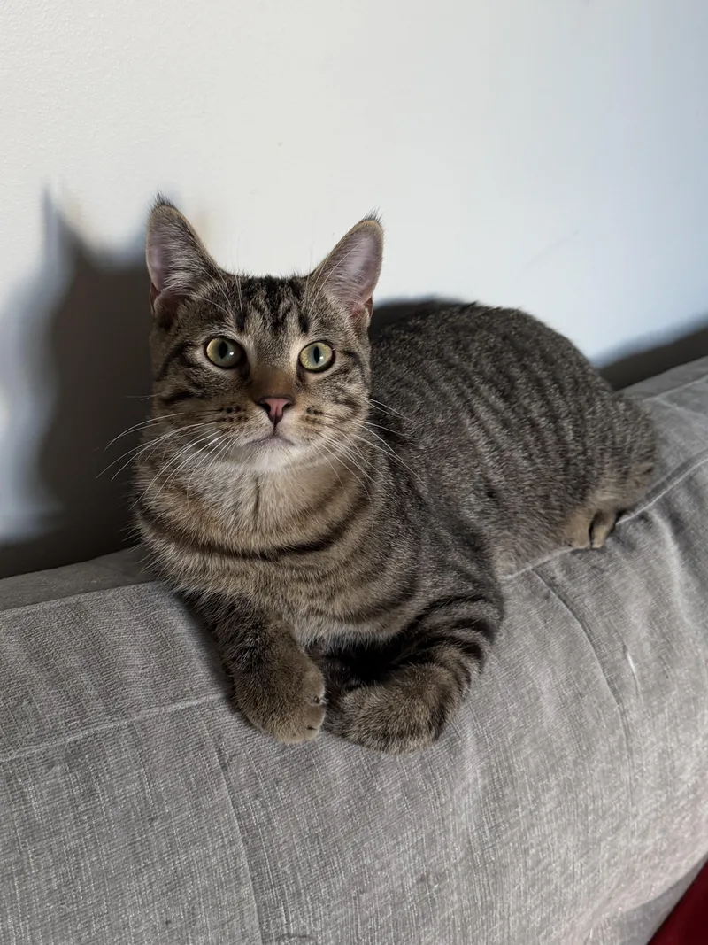 A young medium-sized male Domestic Short Hair cat named Charlie for adoption in South Lyon, MI