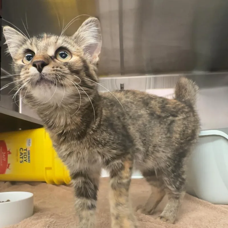 A young small-sized female Brown / Chocolate Domestic Short Hair cat named Sally for adoption in Manhattan, KS