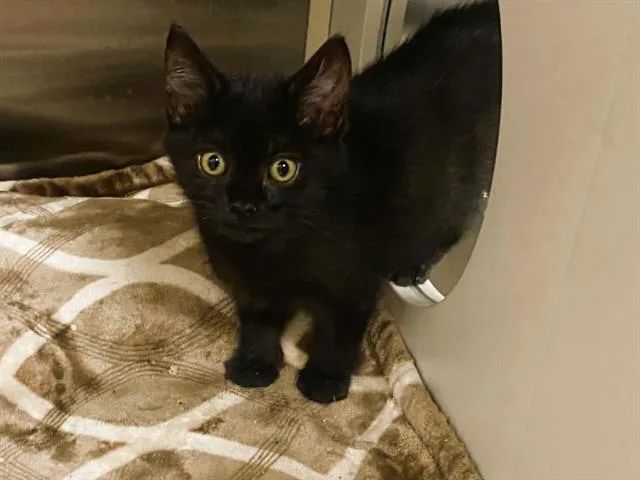 A baby small-sized female Domestic Short Hair cat named Clara for adoption in Tustin, CA