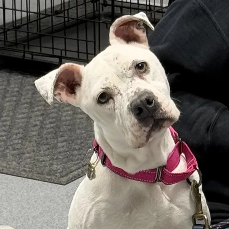 A young medium-sized female White / Cream Boxer dog named Fire for adoption in Grafton, OH