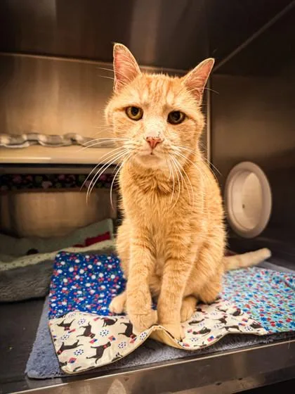 A senior medium-sized male Domestic Short Hair cat named Grinch for adoption in Missoula, MT