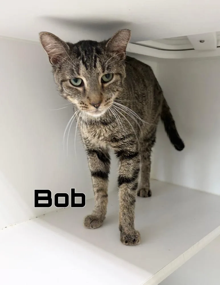 An adult medium-sized male Brown / Chocolate Domestic Short Hair cat named Bob for adoption in Rochester, IN