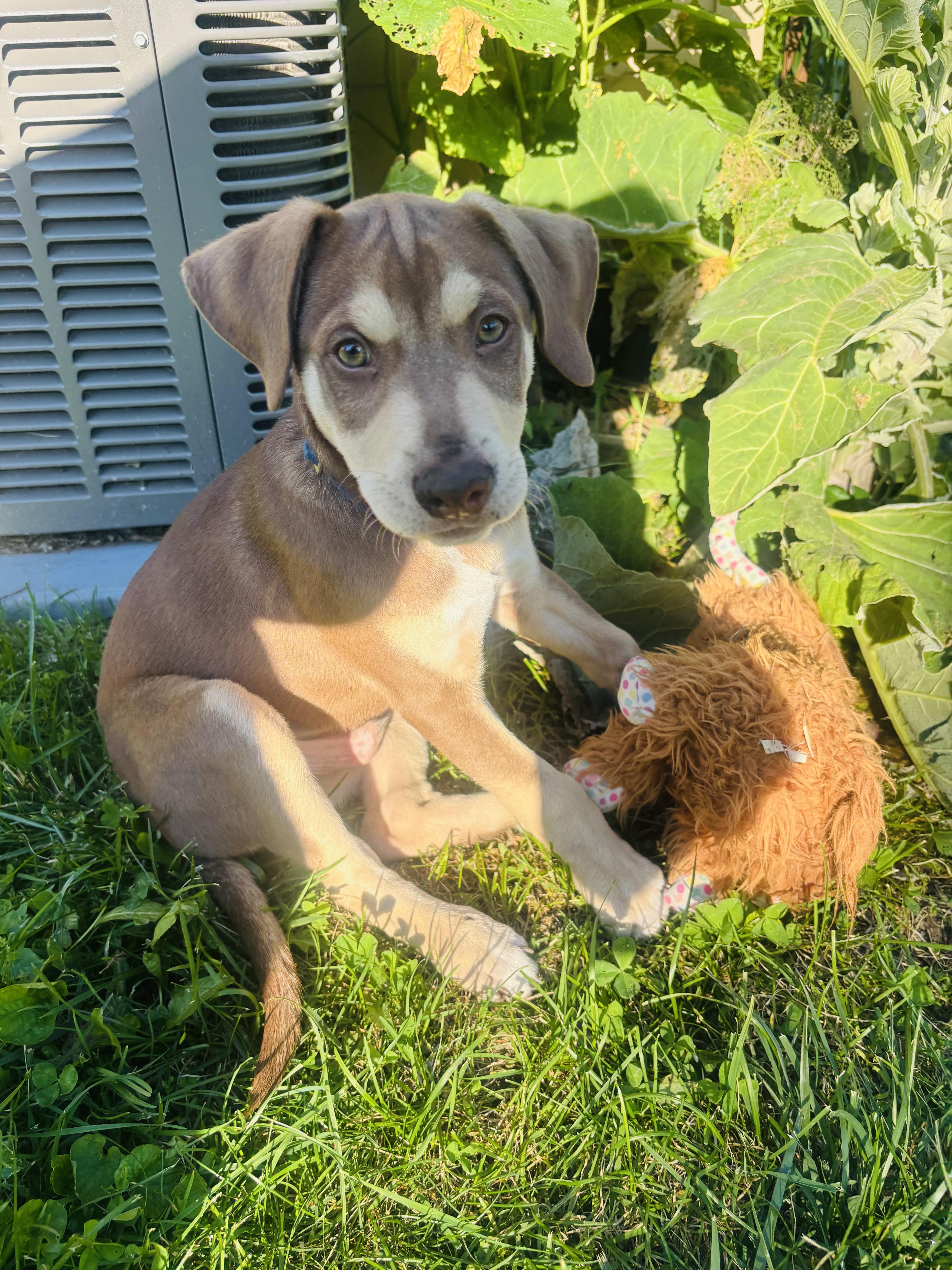 A baby medium-sized male Hound dog named Hank for adoption in Elkhorn, WI