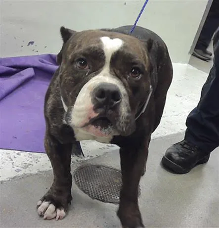 An adult medium-sized male Staffordshire Bull Terrier dog named Preston for adoption in Houston, TX