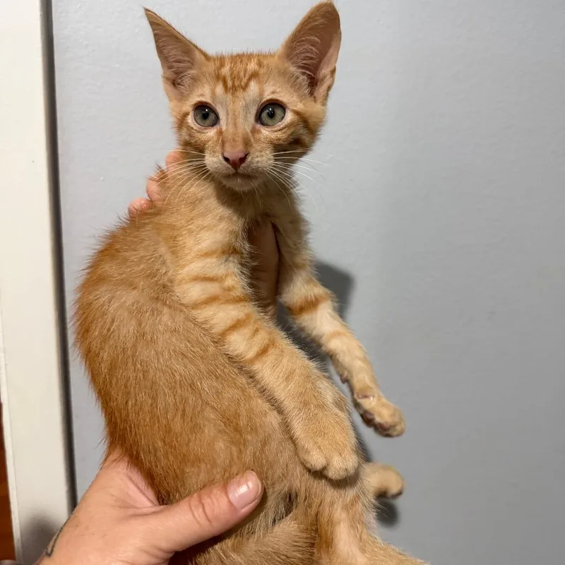 A baby small-sized male Orange / Red Domestic Short Hair cat named Adam for adoption in Simi Valley, CA