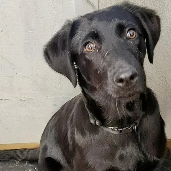 A baby medium-sized female Black Mixed Breed dog named Margo for adoption in Grand Rapids, MI