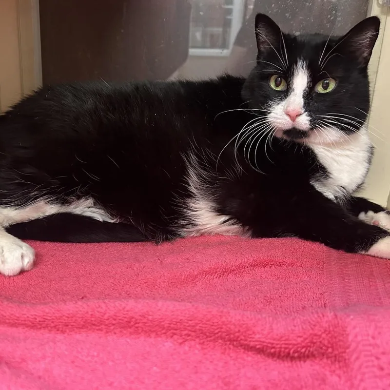 A senior extra large-sized female Black Domestic Short Hair cat named Izzy for adoption in Waynesboro, PA