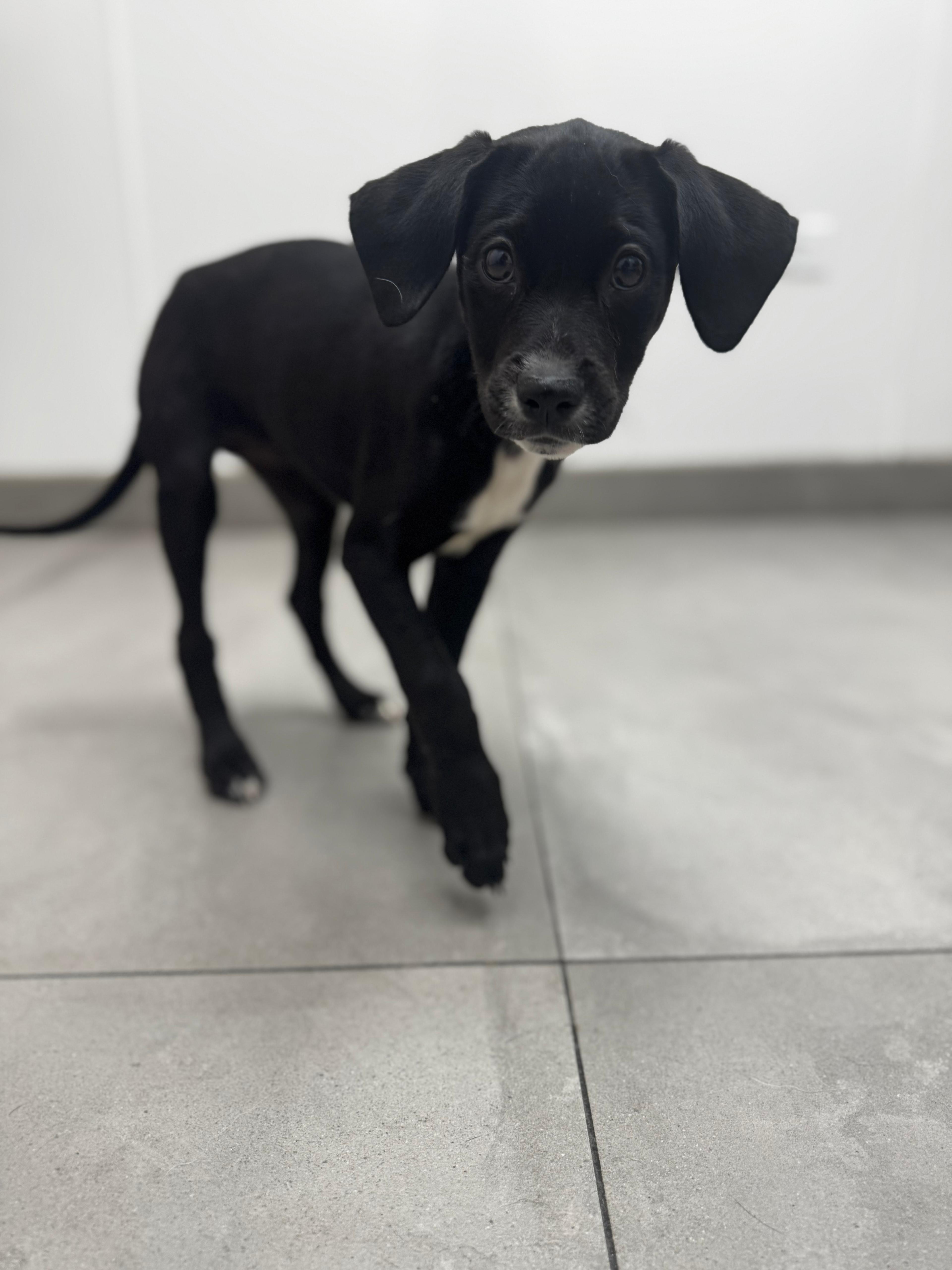 A baby medium-sized female Black Shepherd dog named Luna for adoption in New York, NY