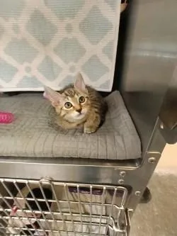 A baby small-sized female Domestic Short Hair cat named Rhonda for adoption in Independence, MO