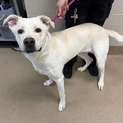 An adult large-sized female Labrador Retriever dog named Snow for adoption in Farmers Branch, TX