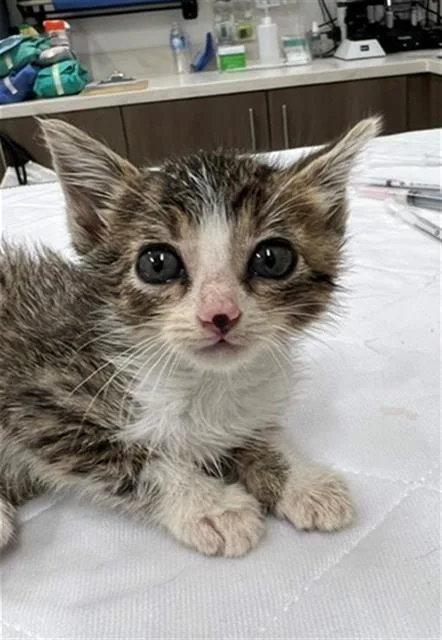 A baby small-sized female Domestic Short Hair cat named Willow for adoption in Baytown, TX