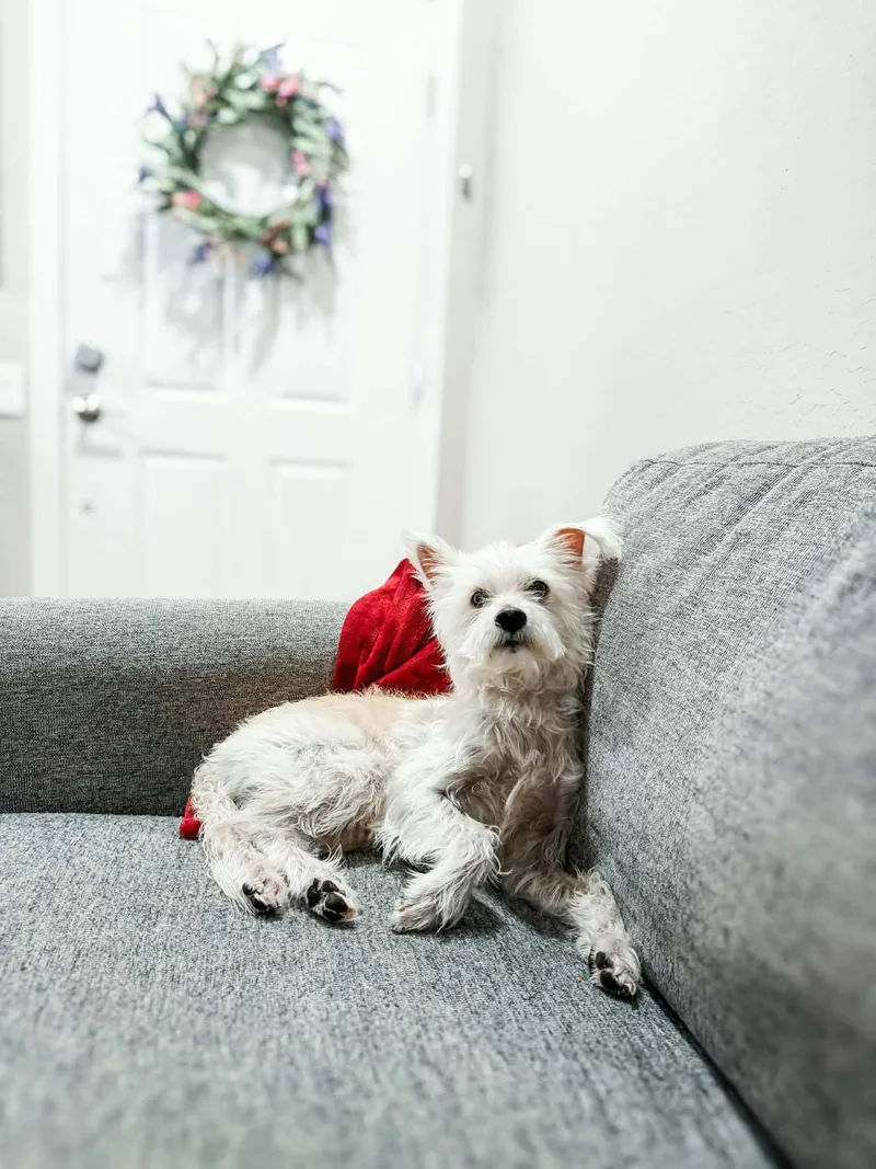 A young small-sized male Cairn Terrier dog named Oso for adoption in Goodyear, AZ