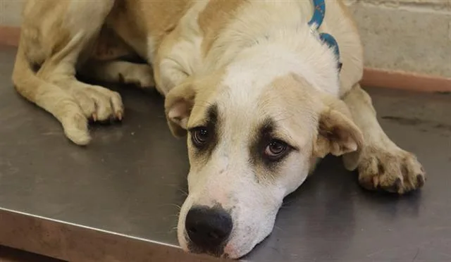 A young medium-sized female Mixed Breed dog named Isabelle for adoption in Columbia, SC