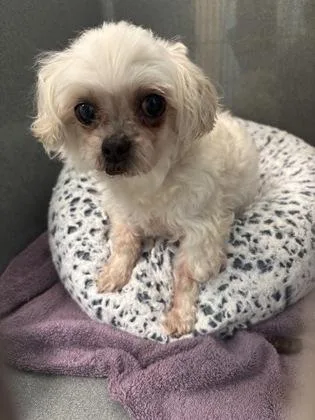 A senior small-sized female Pekingese dog named Buffie for adoption in Fishers, IN